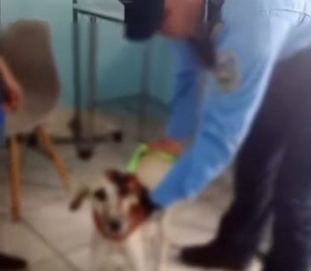 Man Arrested For Injuring Dog While Defending Its Owner